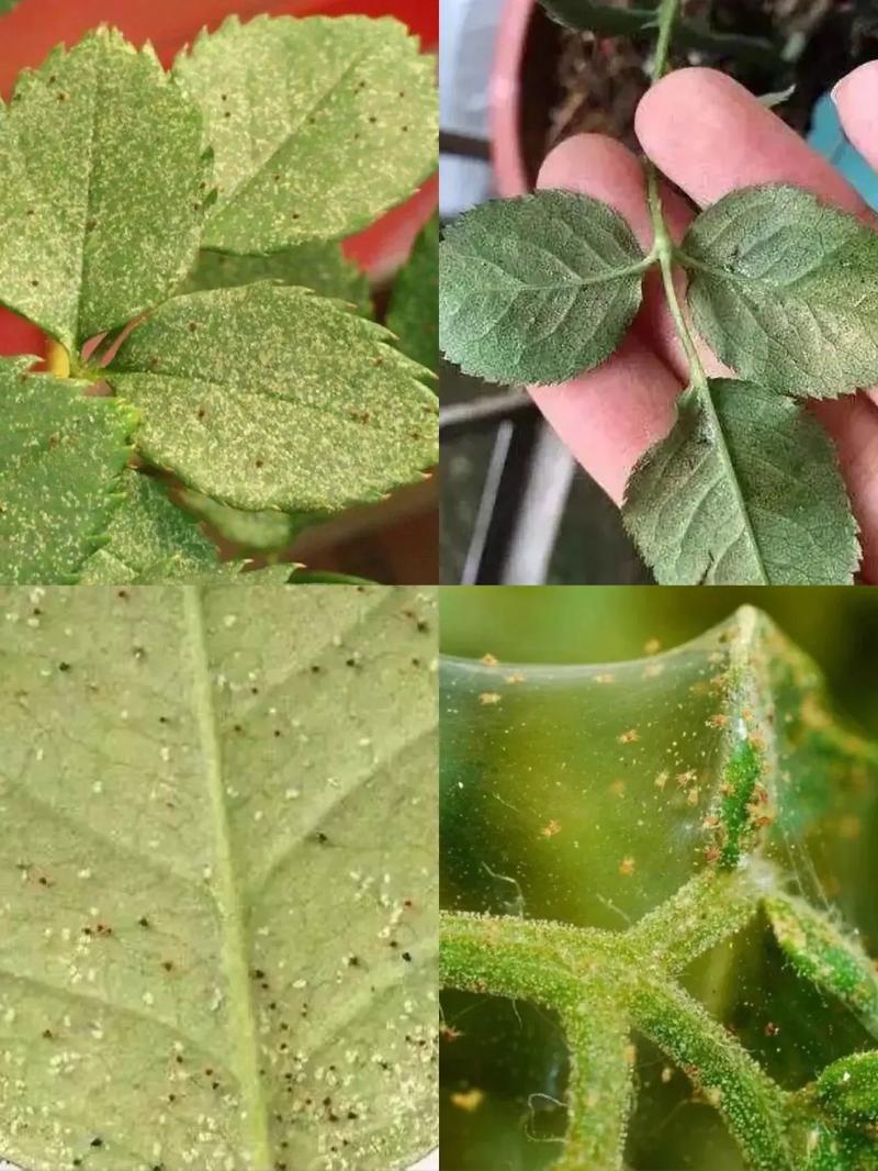 月季花长蜘蛛网是什么病?红蜘蛛防治与养护全攻略 FAQ