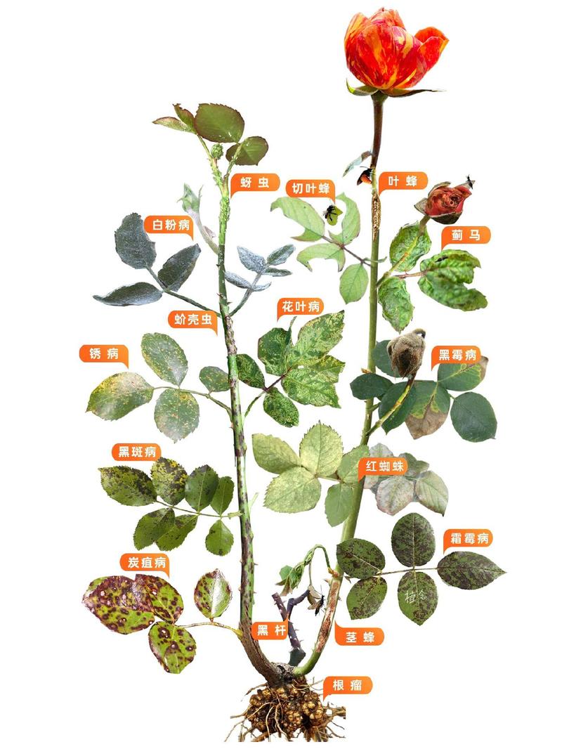 月季花长蜘蛛网是什么病?红蜘蛛防治与养护全攻略 总结