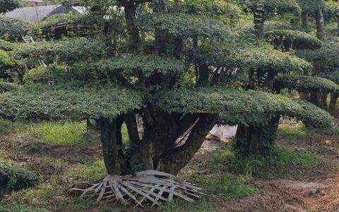 对节白蜡树苗多少钱一棵？2026年价格全解析（规格·产地·季节·数量·运输）