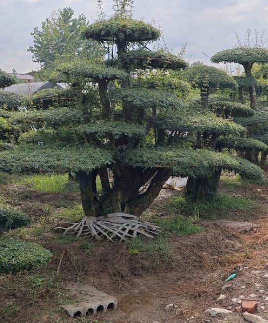 对节白蜡树苗多少钱一棵？2026年价格全解析（规格·产地·季节·数量·运输）