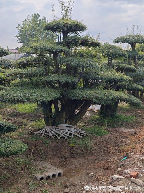 对节白蜡树苗多少钱一棵?2026年价格全解析(规格·产地·季节·数量·运输) 规格是定价的首要因素