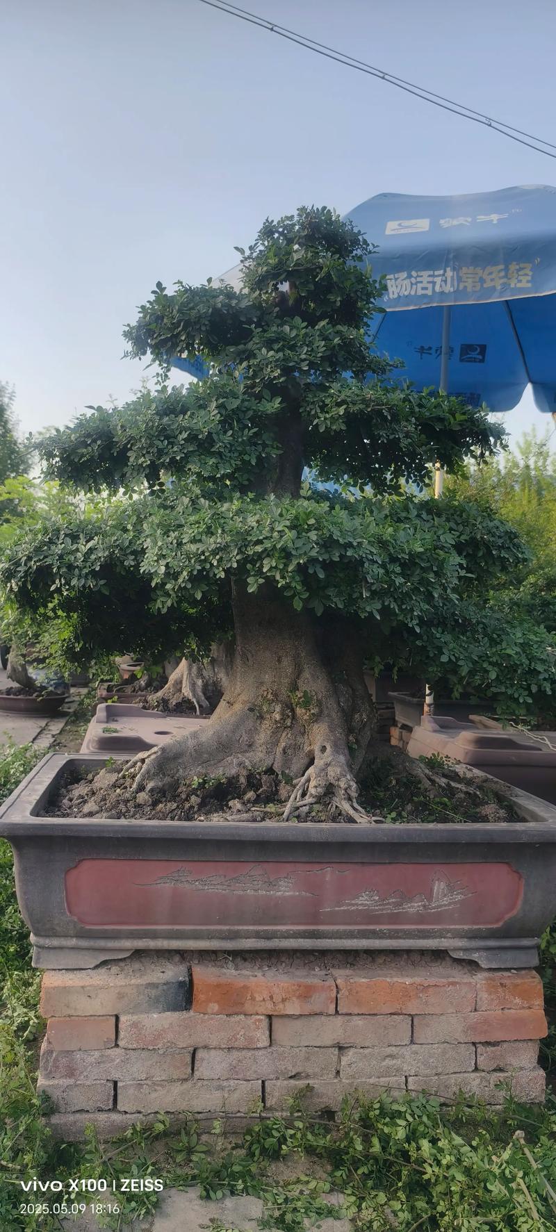 对节白蜡树苗多少钱一棵?2026年价格全解析(规格·产地·季节·数量·运输) 产地影响30%以上的价格差异