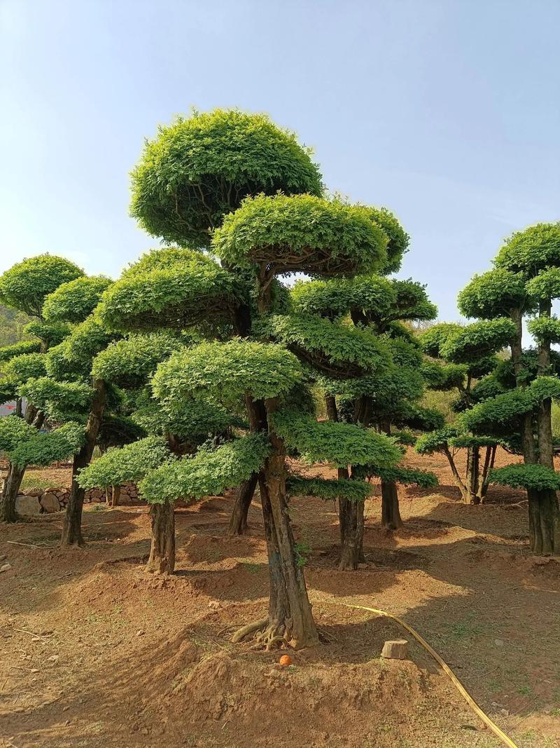 对节白蜡树苗多少钱一棵?2026年价格全解析(规格·产地·季节·数量·运输) 采购数量直接决定单价优惠力度