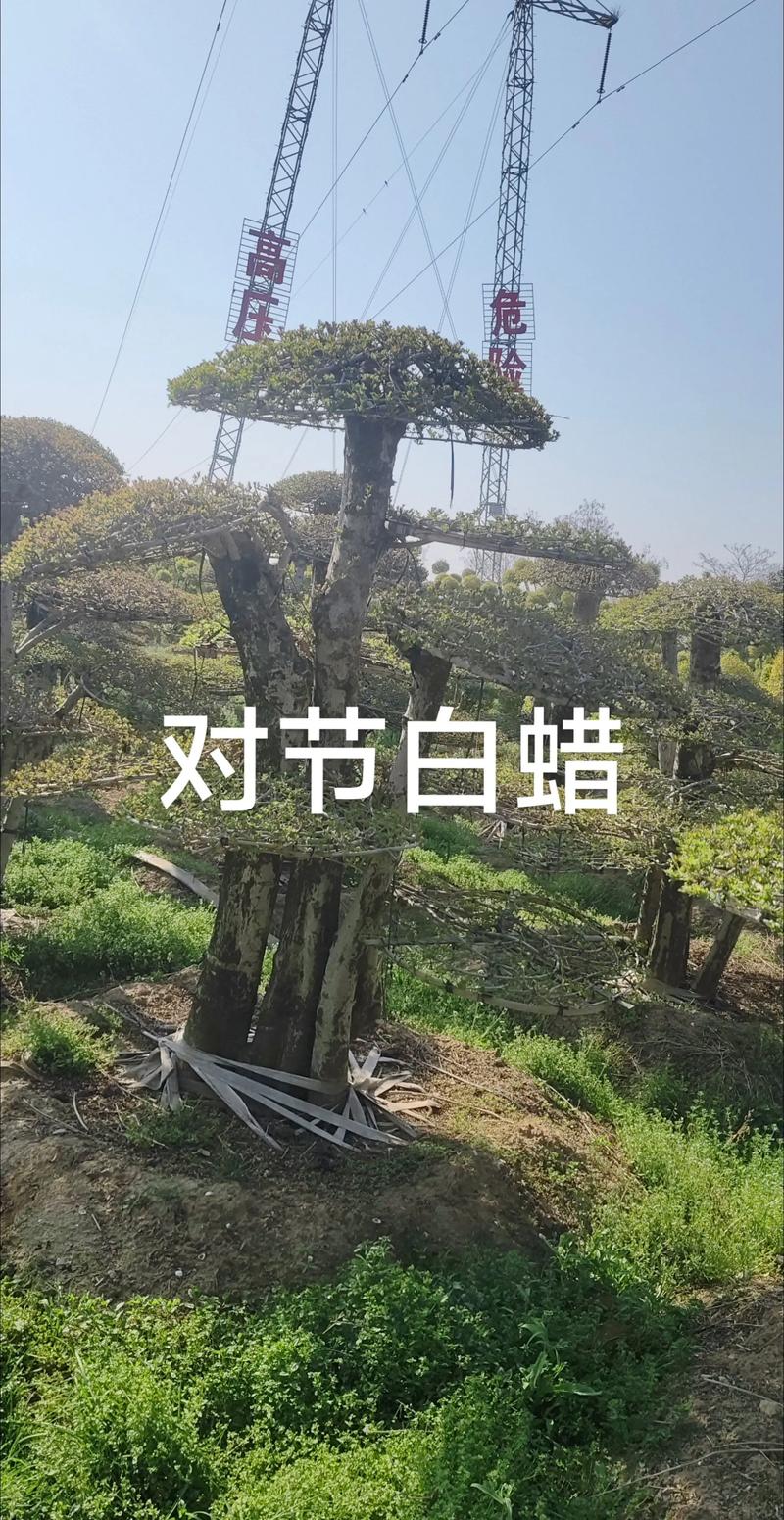 对节白蜡树苗多少钱一棵?2026年价格全解析(规格·产地·季节·数量·运输) 运输成本约占合同总价的15%-22%