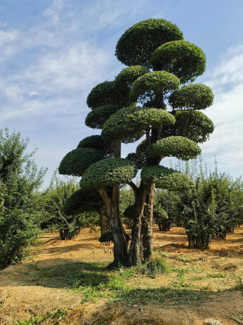 对节白蜡树苗多少钱一棵?2026年价格全解析(规格·产地·季节·数量·运输) 不同场景下的价格参考表格