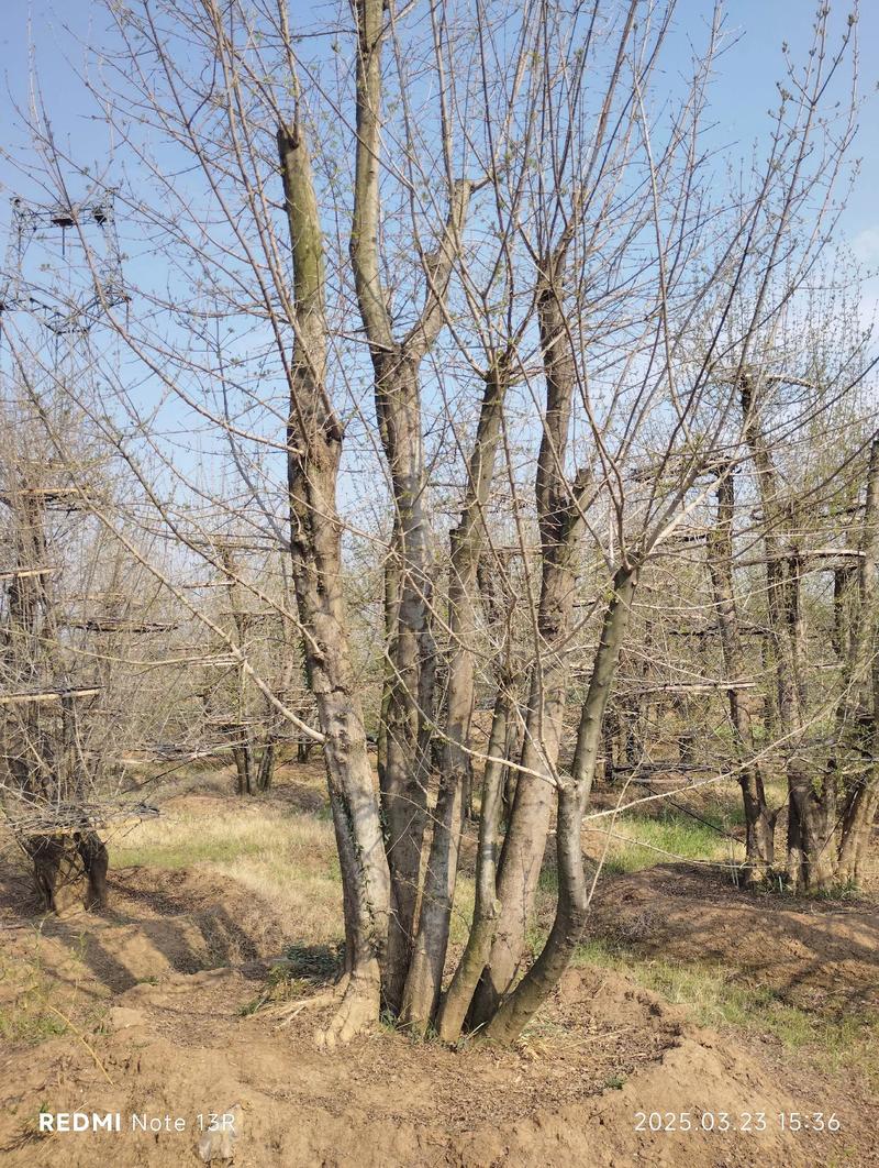 对节白蜡树苗多少钱一棵?2026年价格全解析(规格·产地·季节·数量·运输) 如何获得精准报价?|询价指南