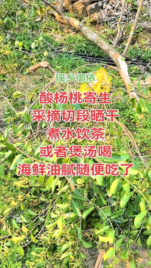 杨桃树寄生价格多少钱一斤?2026年最新市场参考价 季节:秋季采收的品质最佳,价格最高
