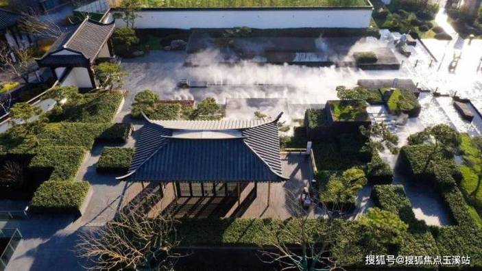 杨桃树寄生价格多少钱一斤?2026年最新市场参考价 价格速查表