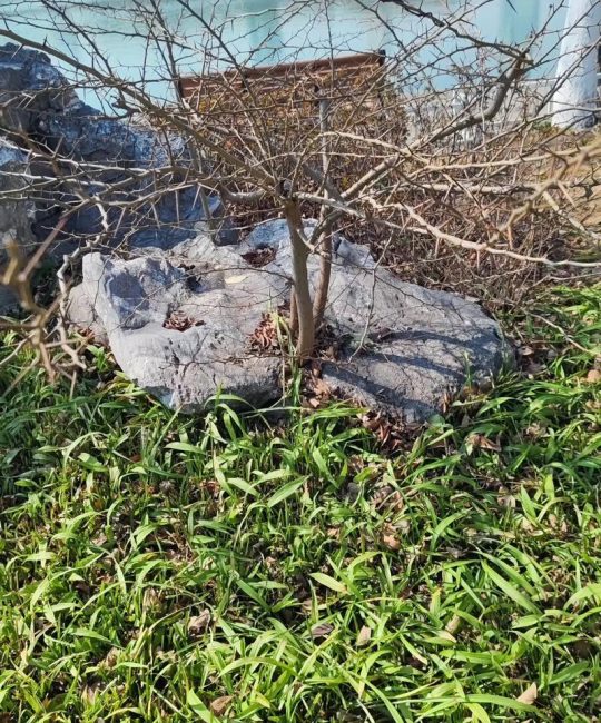 皂角树种在家的哪个位置好？家庭种植位置全攻略