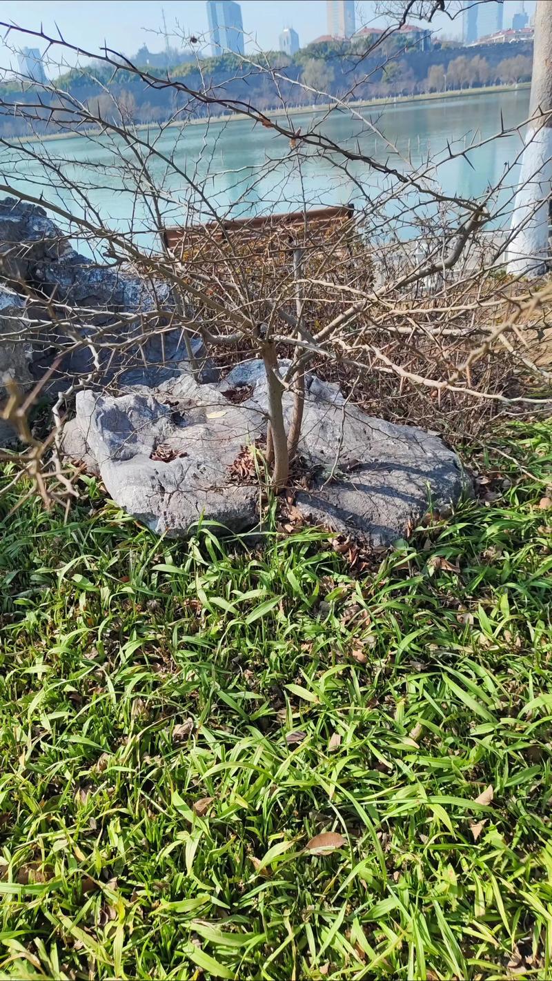 皂角树种在家的哪个位置好?家庭种植位置全攻略 一、位置选择的核心原则:安全第一,兼顾风水