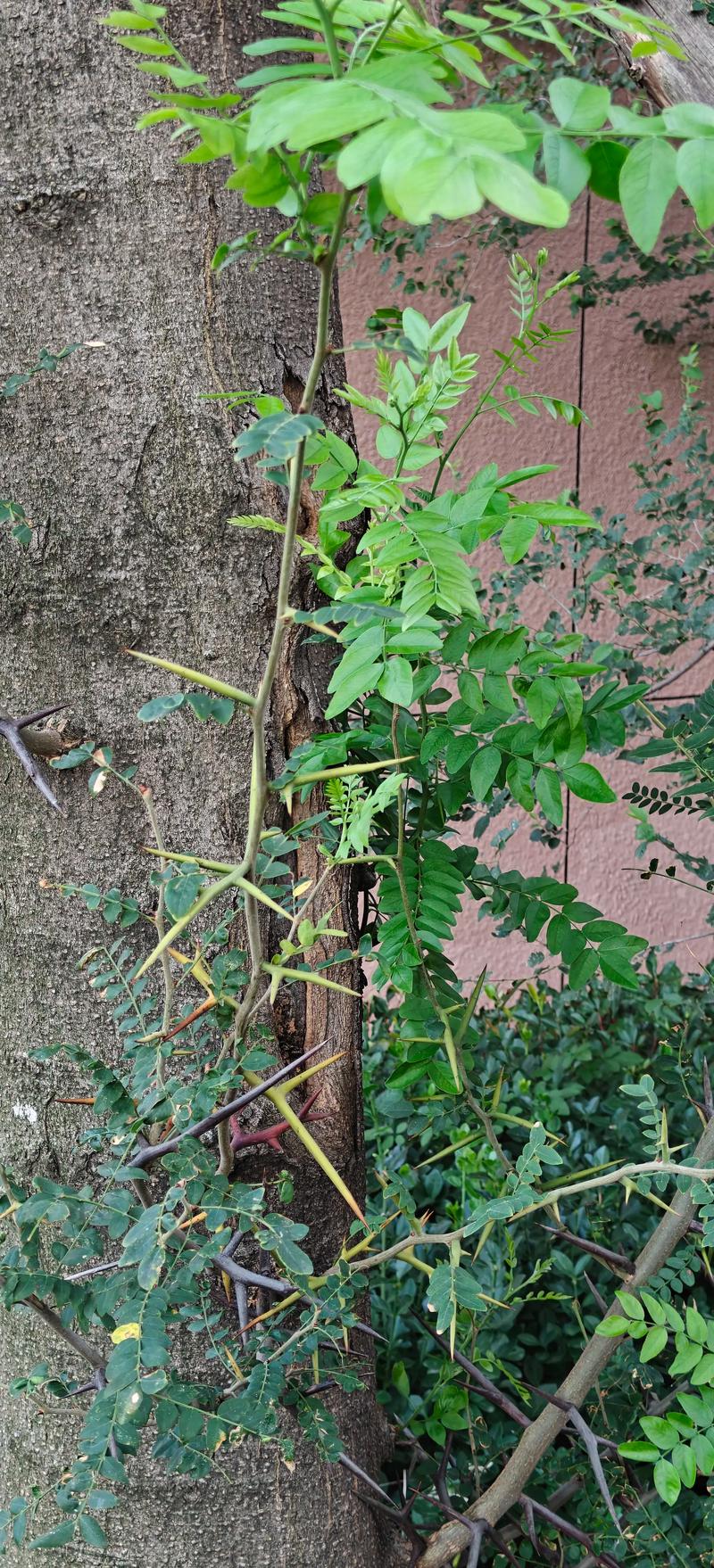 皂角树种在家的哪个位置好?家庭种植位置全攻略 二、传统风水视角:皂角树的讲究
