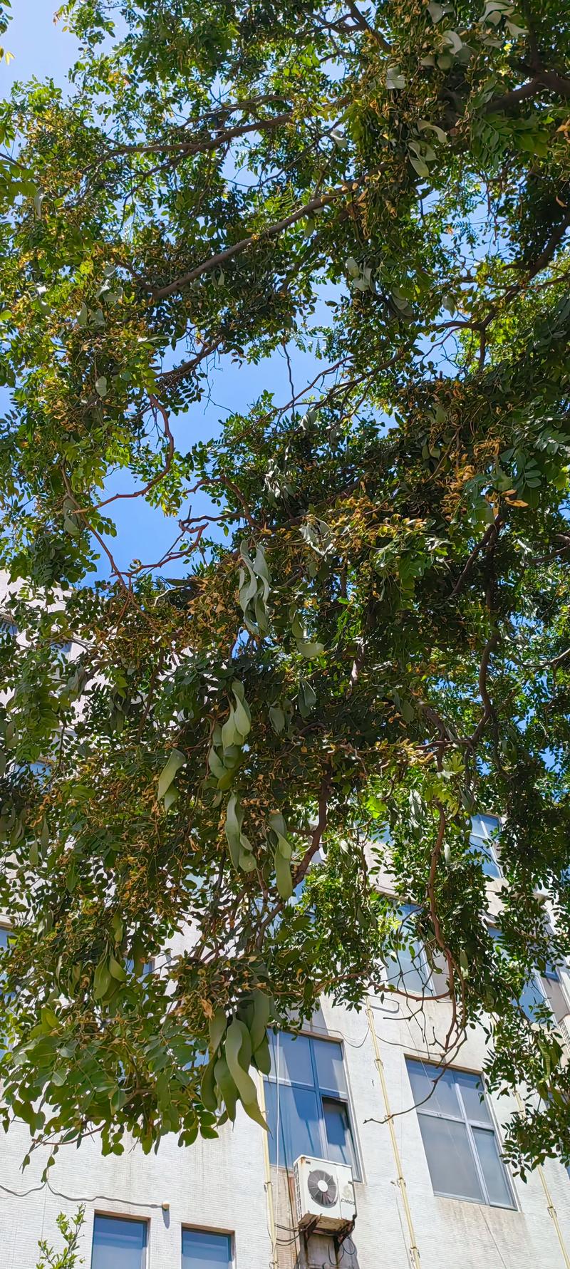 皂角树种在家的哪个位置好?家庭种植位置全攻略 三、不同庭院类型的具体建议