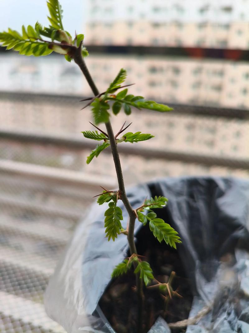 皂角树种在家的哪个位置好?家庭种植位置全攻略 四、种植与养护小贴士