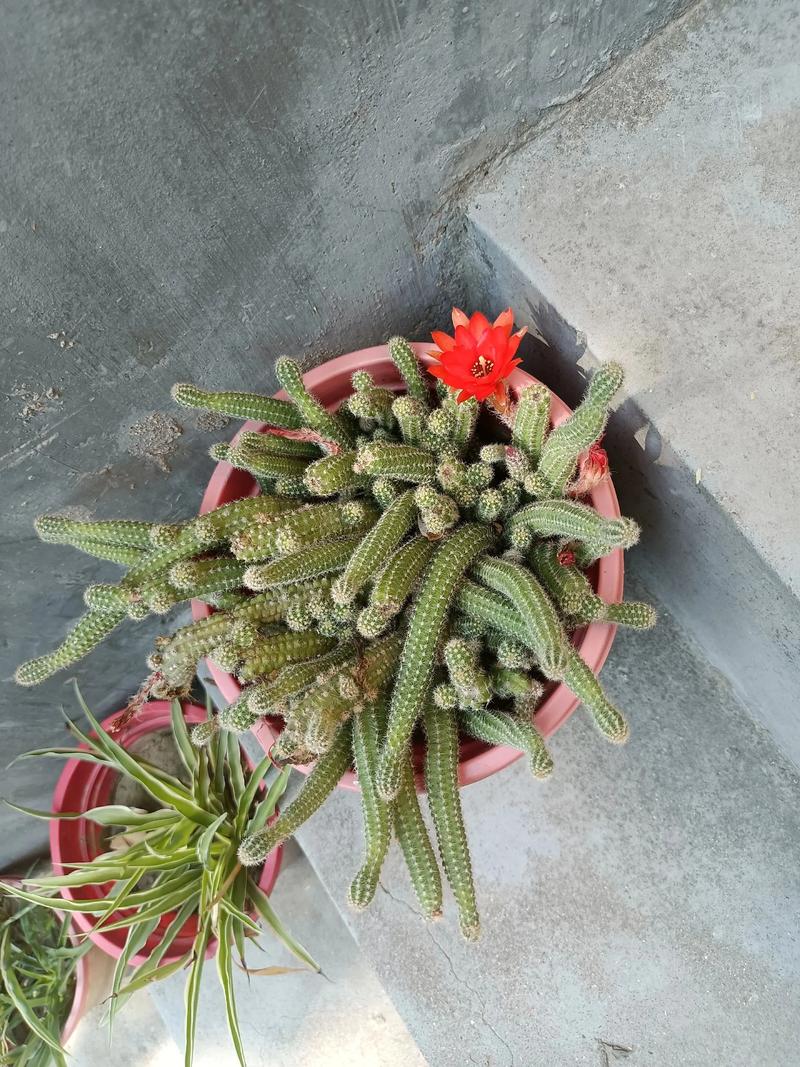 皂角树种在家的哪个位置好?家庭种植位置全攻略 总结:选对位置,皂角树价值倍增