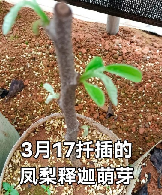 果树苗栽种成功的关键在于“适地适树、精细定植、水肥管控”，其中定植深度和根系处理是决定成活率的核心