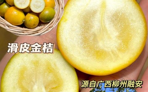 最贵的橘子是什么品种？揭秘柑橘界的天花板“红美人”与“甘平”