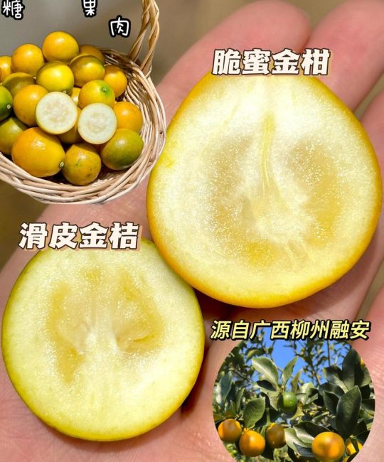 最贵的橘子是什么品种？揭秘柑橘界的天花板“红美人”与“甘平”