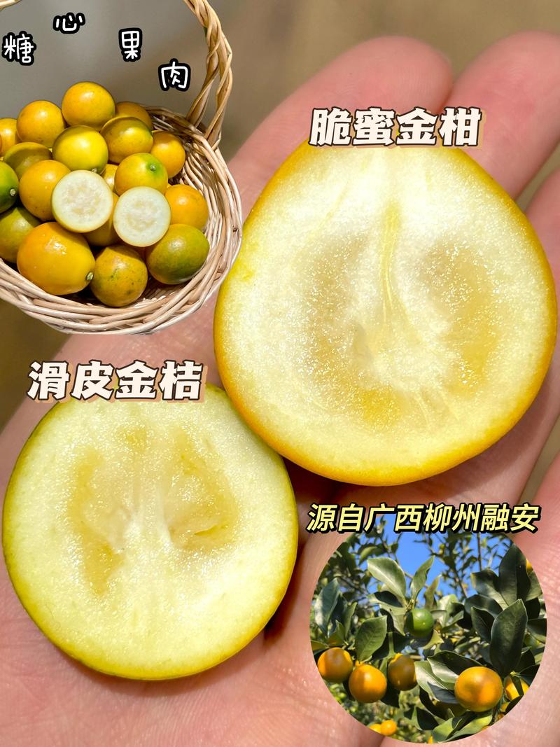 最贵的橘子是什么品种?揭秘柑橘界的天花板“红美人”与“甘平” 最贵的橘子是什么品种?揭秘柑橘界的天花板“红美人”与“甘平”