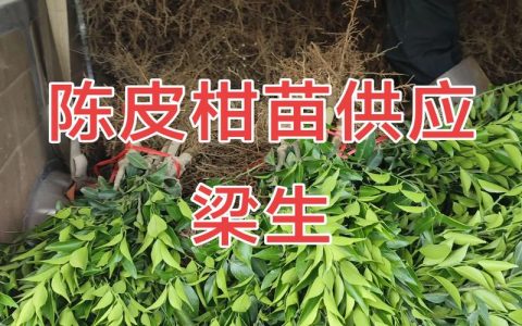 柑橘苗哪里卖？采购渠道分析与科学选购指南