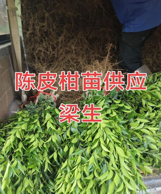 柑橘苗哪里卖？采购渠道分析与科学选购指南