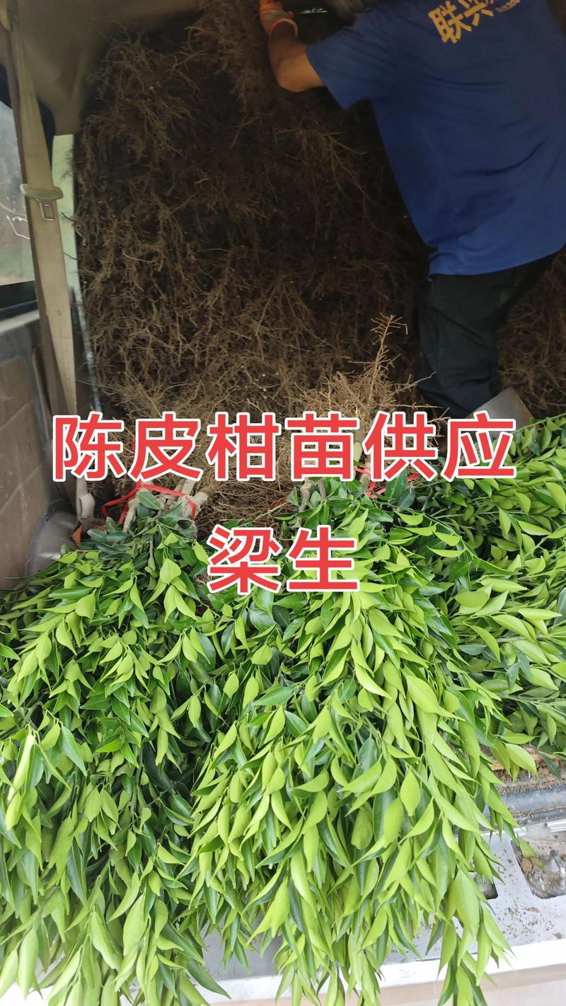 柑橘苗哪里卖?采购渠道分析与科学选购指南 柑橘苗哪里卖?采购渠道分析与科学选购指南