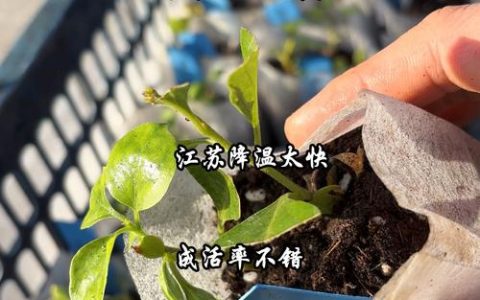 三角梅几月份扦插成活率最高？家庭繁殖全流程指南
