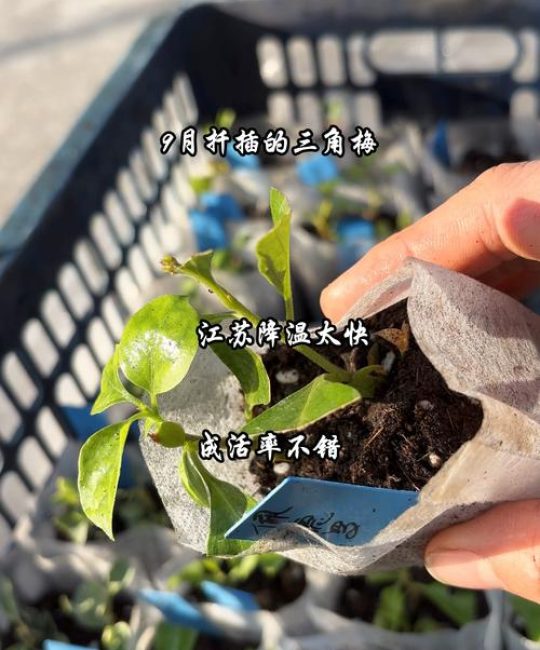 三角梅几月份扦插成活率最高？家庭繁殖全流程指南