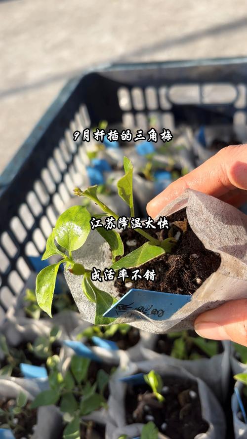 三角梅几月份扦插成活率最高?家庭繁殖全流程指南 三角梅几月份扦插成活率最高?家庭繁殖全流程指南