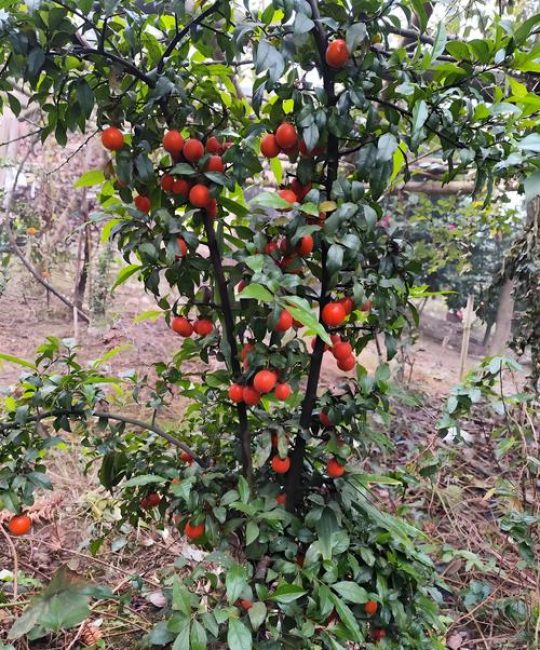 柿子树一棵能结果吗？家庭庭院种植结果年限与品种选择全攻略
