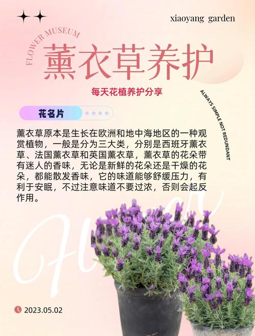 薰衣草怎么养殖和养护?家庭养护全指南 光照:全日照环境,是薰衣草开花的关键