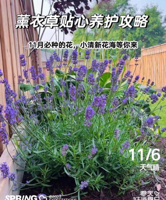 薰衣草怎么养殖和养护？家庭养护全指南