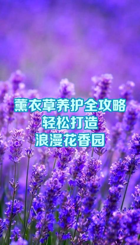 薰衣草怎么养殖和养护?家庭养护全指南 换盆/田间管理:每1-2年换盆,地栽注意间距