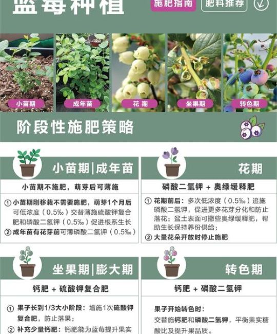 蓝莓树怎么种植和养护：从土壤到成活的7步实操指南