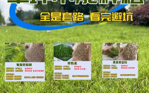 草坪种子哪里能买到？正规渠道与验收要点