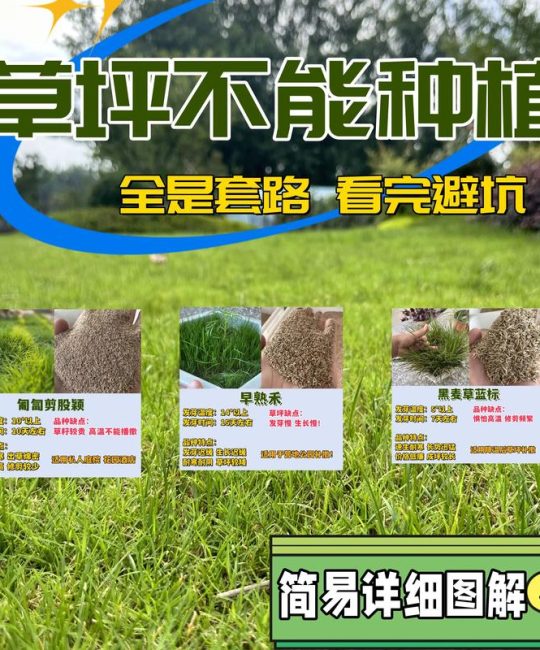 草坪种子哪里能买到？正规渠道与验收要点