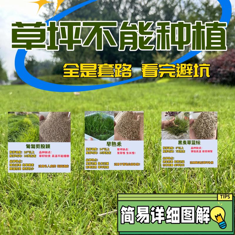草坪种子哪里能买到