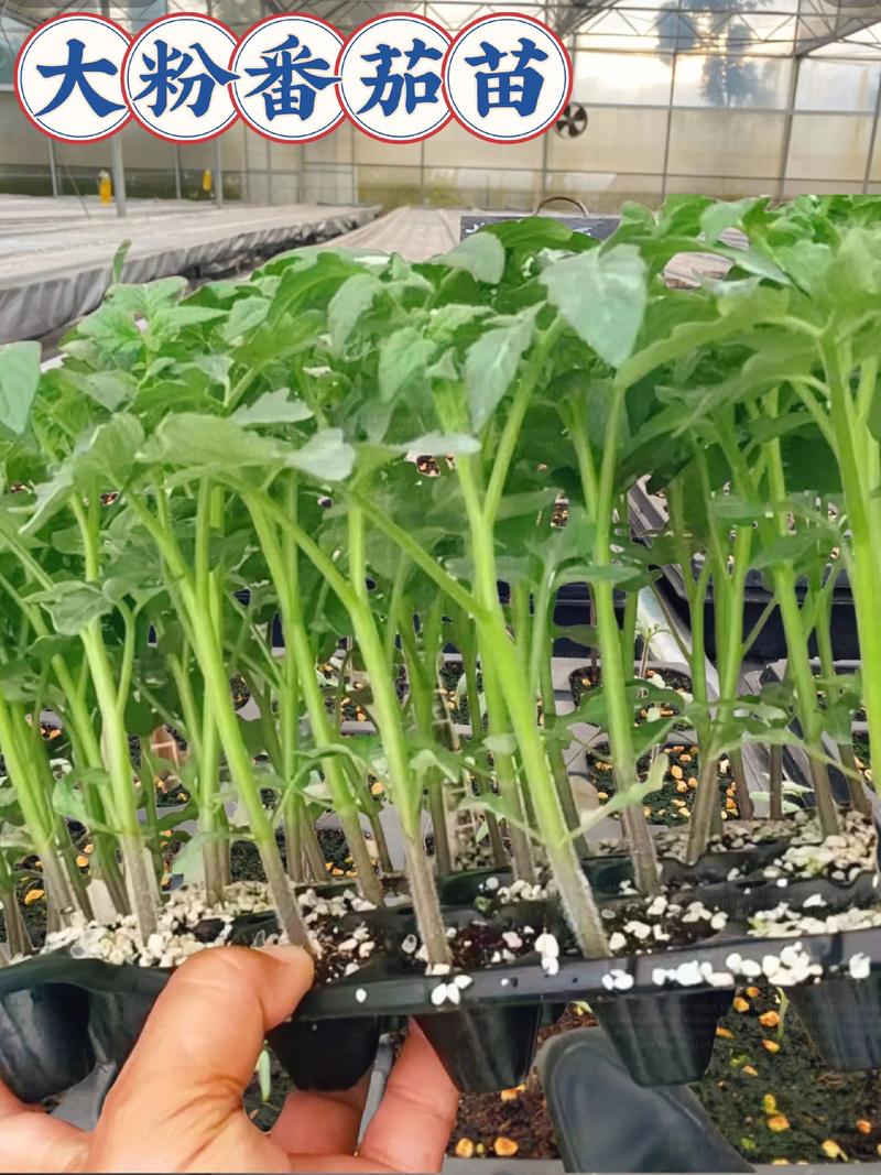 栽西红柿苗的正确方法是什么?从选苗到定植的完整指南 实用要点总结
