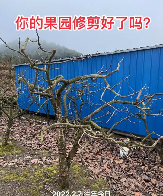 柿子树修剪季节与养护全攻略：什么时候剪枝最合适？