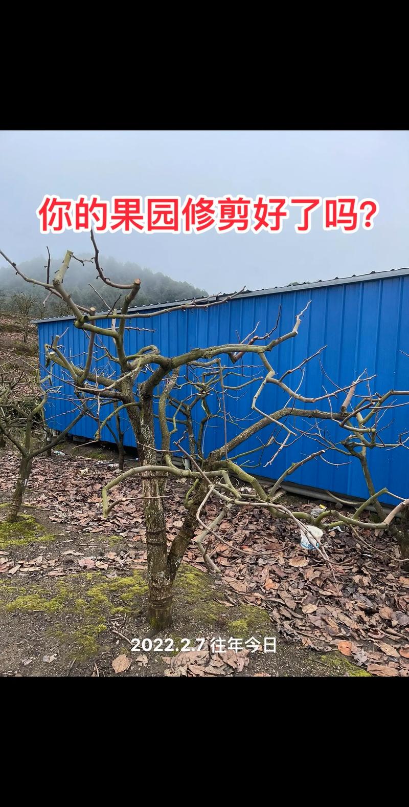 柿子树修剪的最佳季节在冬季休眠期，即落叶后至萌芽前