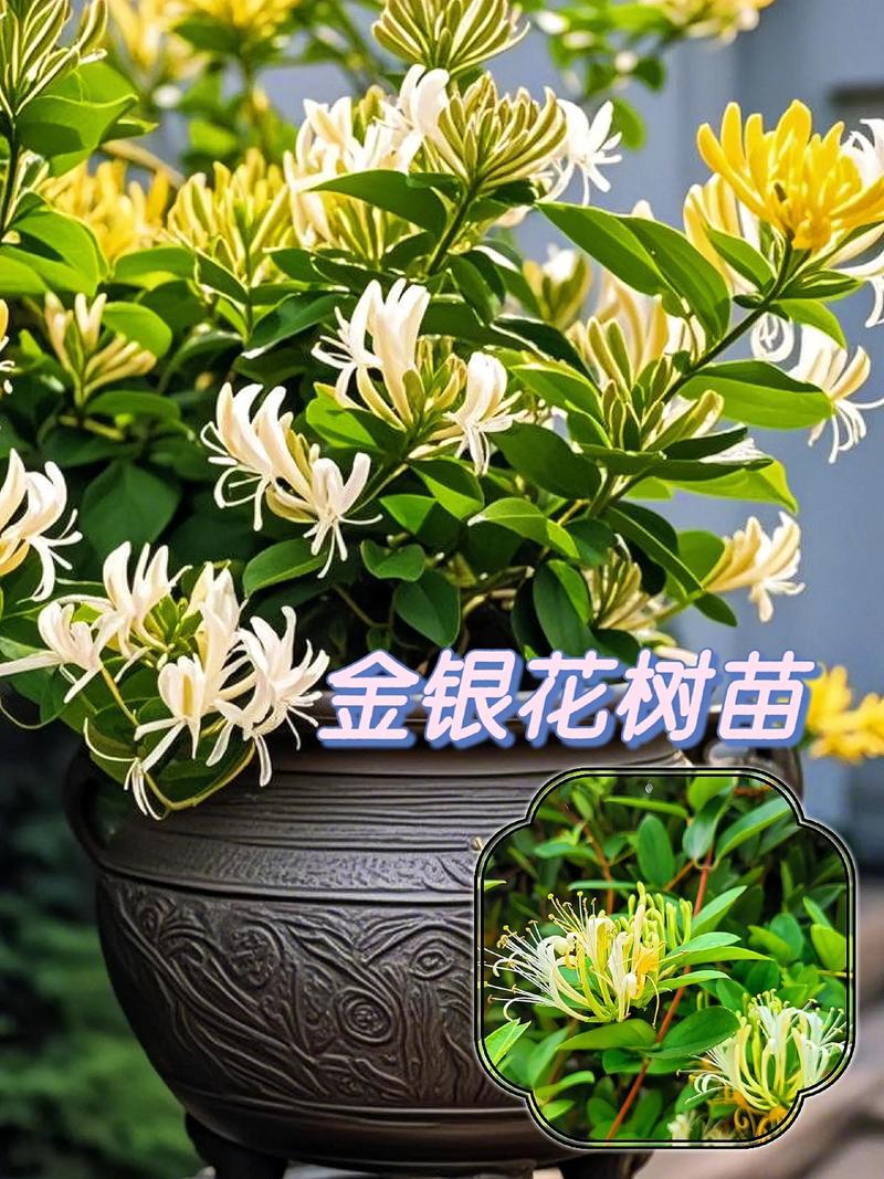 金银花适合家养吗?家庭盆栽养护全攻略 五、修剪整形:控制株形,促进开花