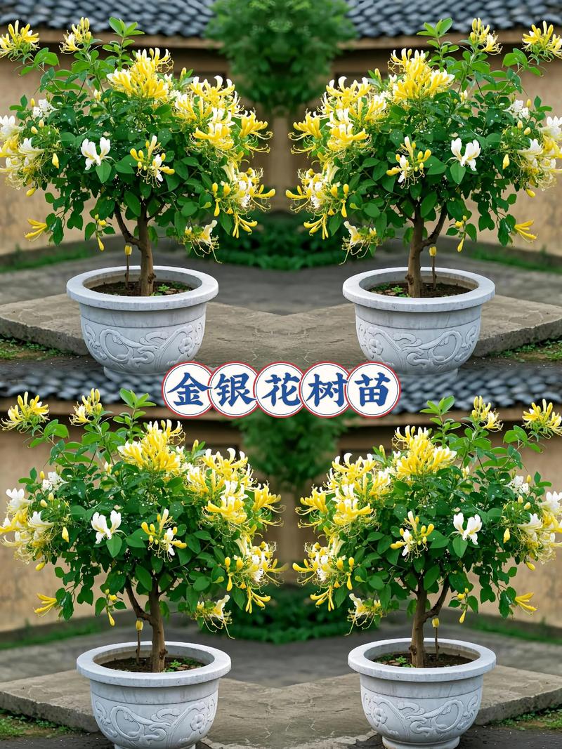 金银花适合家养吗?家庭盆栽养护全攻略 总结