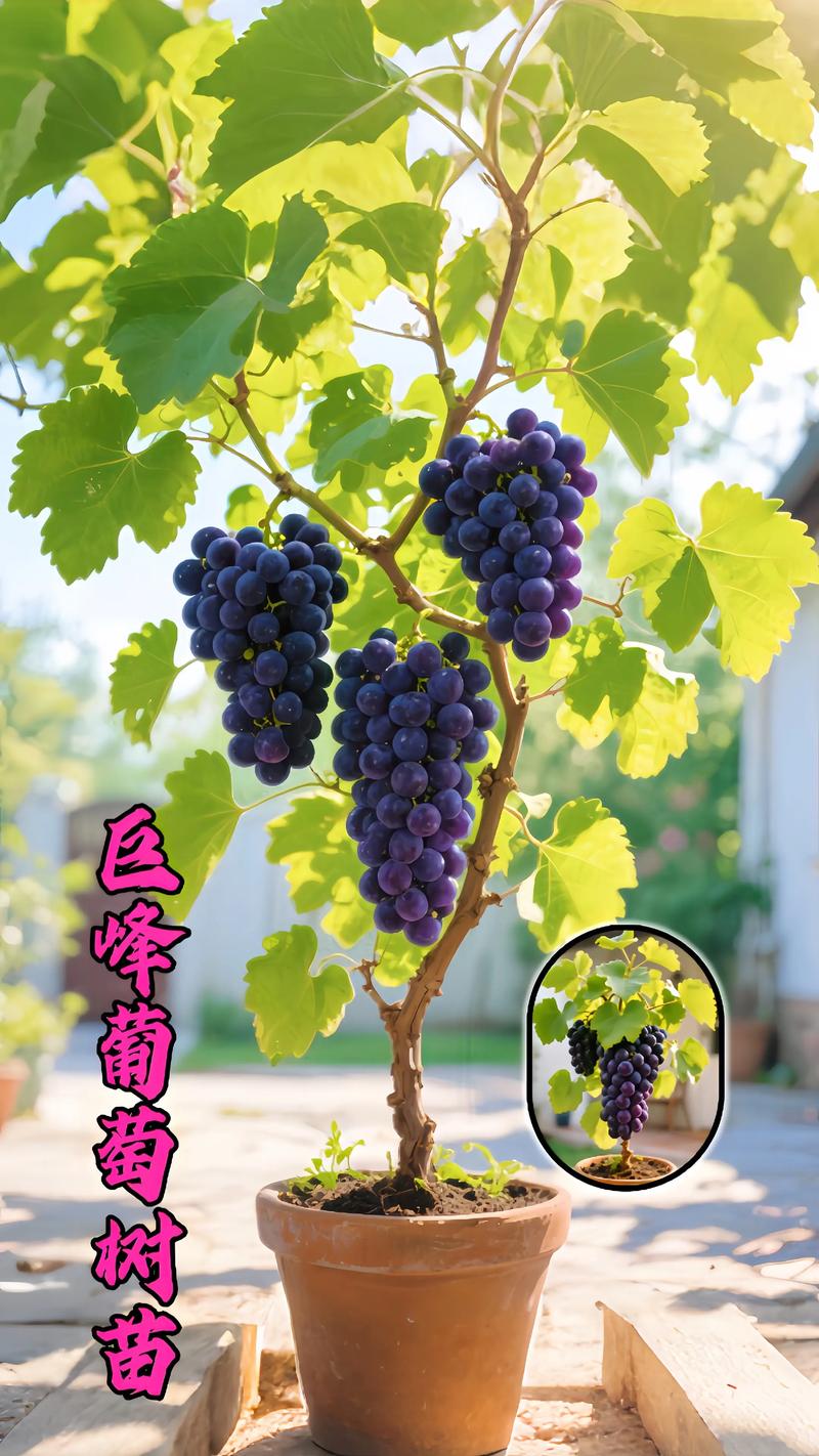 巨峰葡萄自花结实稳定，但花期遇雨仍需人工辅助授粉