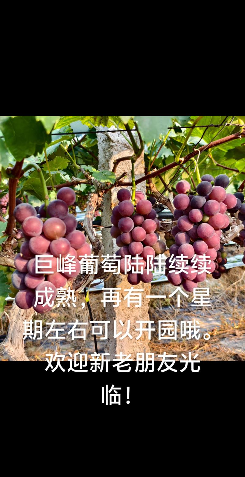 采购巨峰葡萄苗时按“嫁接口→根系→苗龄”三重标准检验