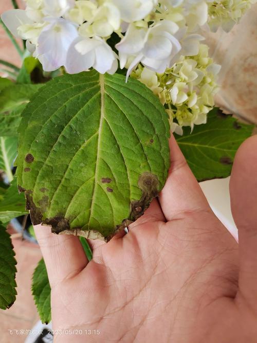 绣球花叶子边缘发黑是怎么回事?快速诊断与5大常见误区纠正 品种基础档案:理解绣球花的“敏感体质”