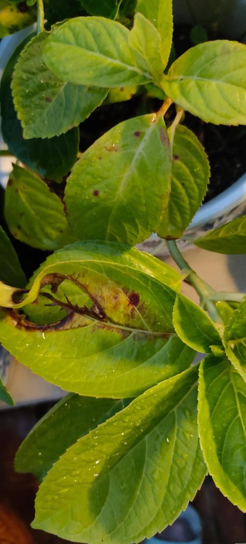 绣球花叶子边缘发黑是怎么回事?快速诊断与5大常见误区纠正 光照与水肥精准方案:避免“好心办坏事”