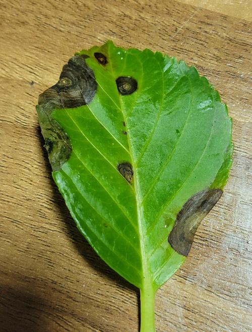 绣球花叶子边缘发黑是怎么回事?快速诊断与5大常见误区纠正 常见误区与纠正(5个)