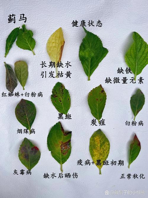绣球花叶子边缘发黑是怎么回事?快速诊断与5大常见误区纠正 总结:3个核心可执行动作