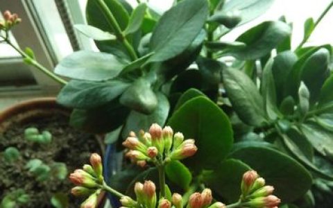 株花是什么花？详解朱槿（扶桑花）的百科知识与栽培要点