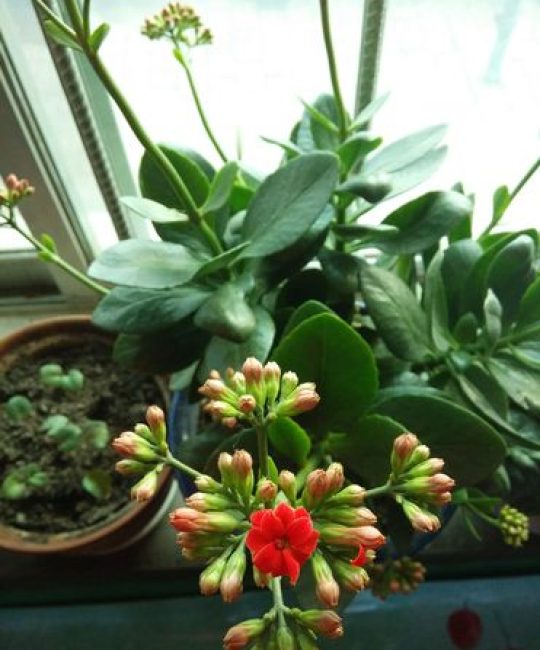 株花是什么花？详解朱槿（扶桑花）的百科知识与栽培要点