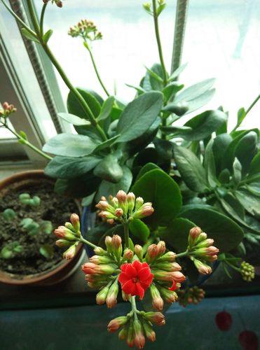 株花是什么花？详解朱槿（扶桑花）的百科知识与栽培要点
